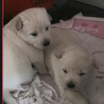 元宝和招财的干饭日常