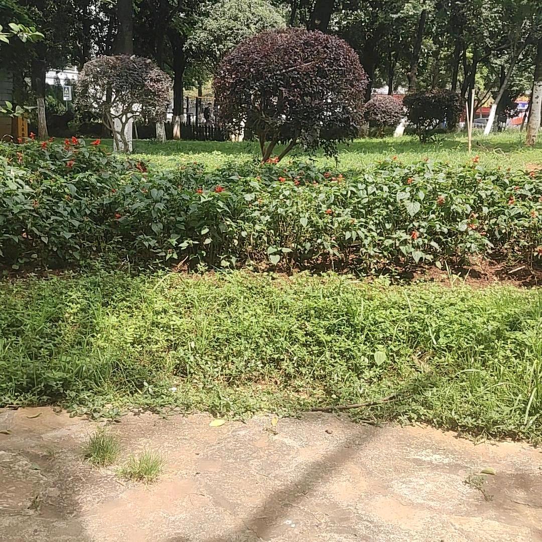 昵称