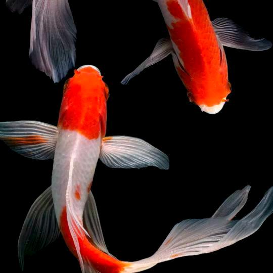 (⌒o⌒)🍎🍊O(∩_∩)O