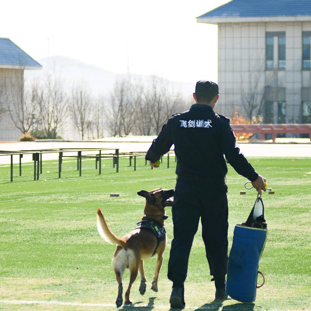 金牌飞剑训犬