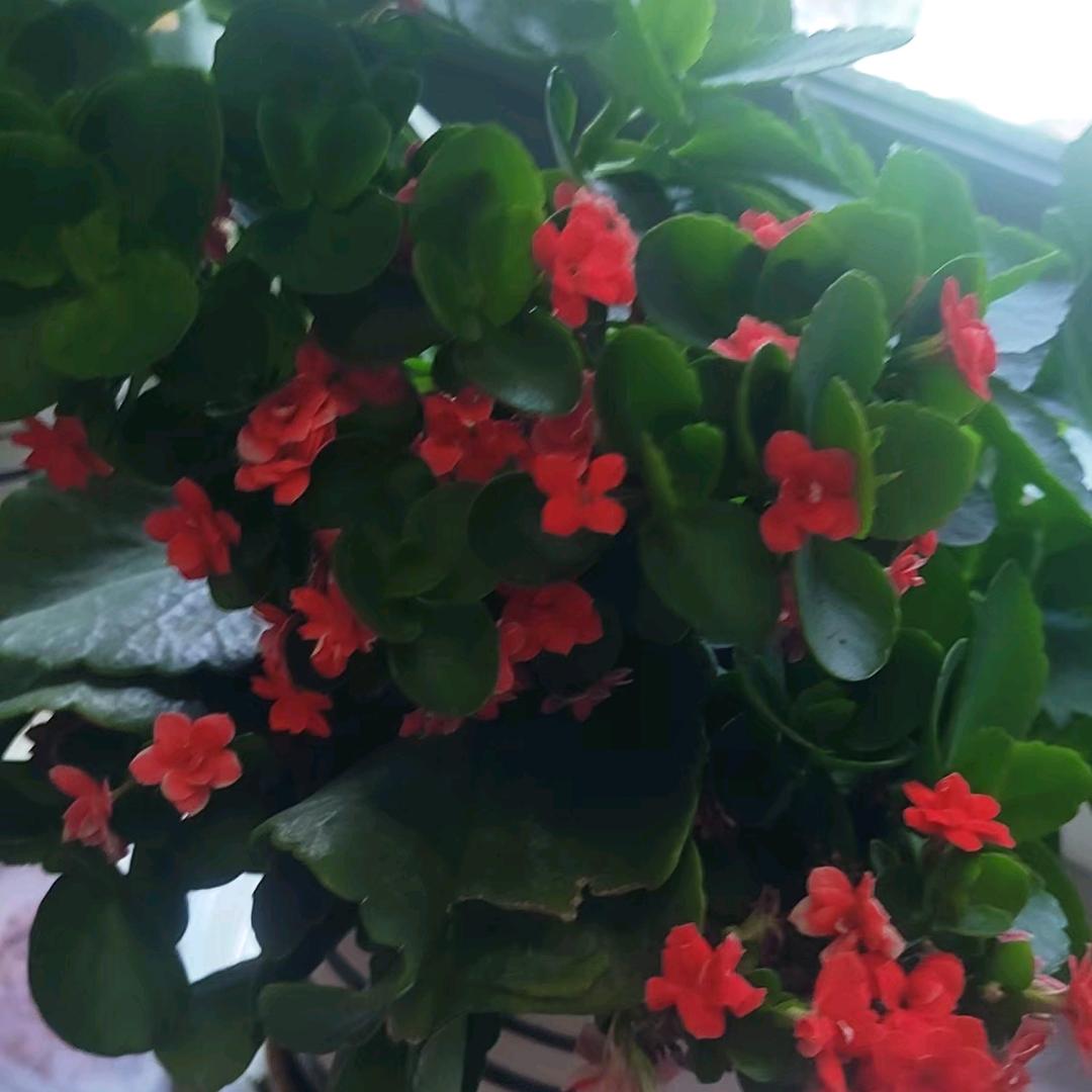 熬不住的小花园小阿军