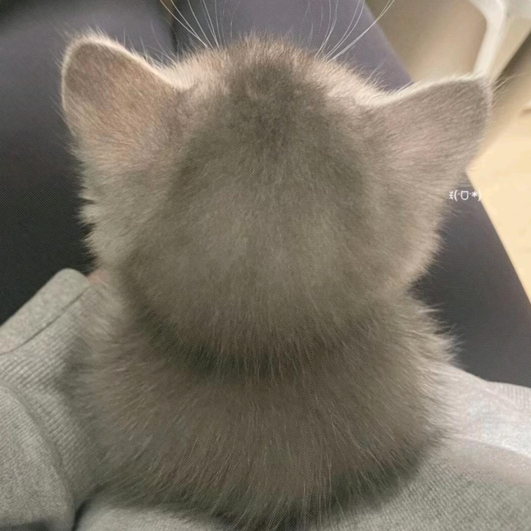 树荫下