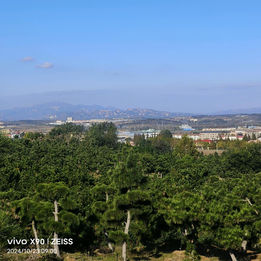 园林景观松