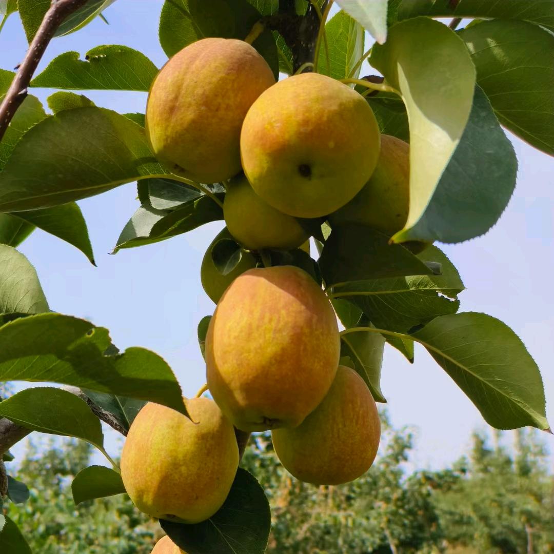 旺鑫源果品刘波