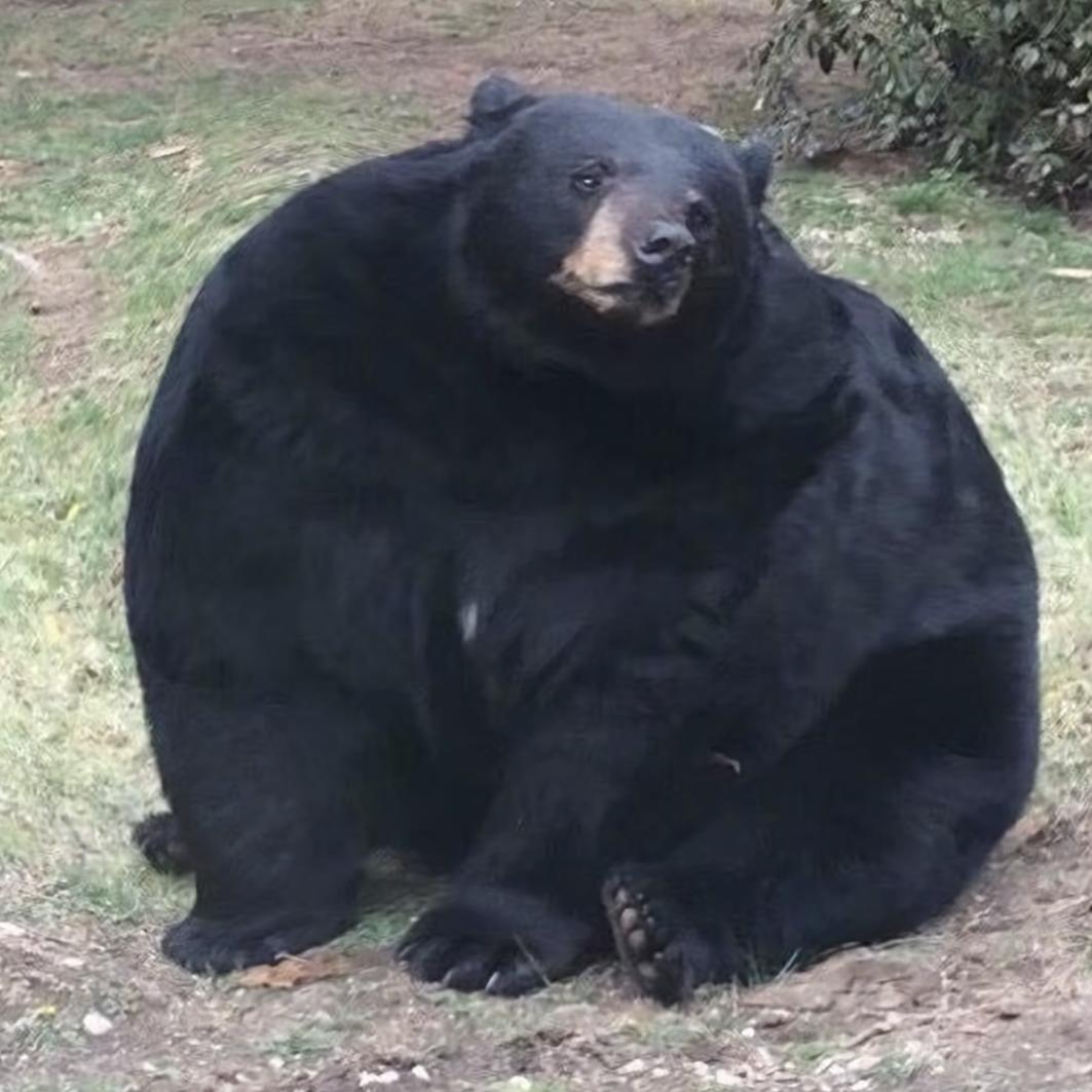 救火梨
