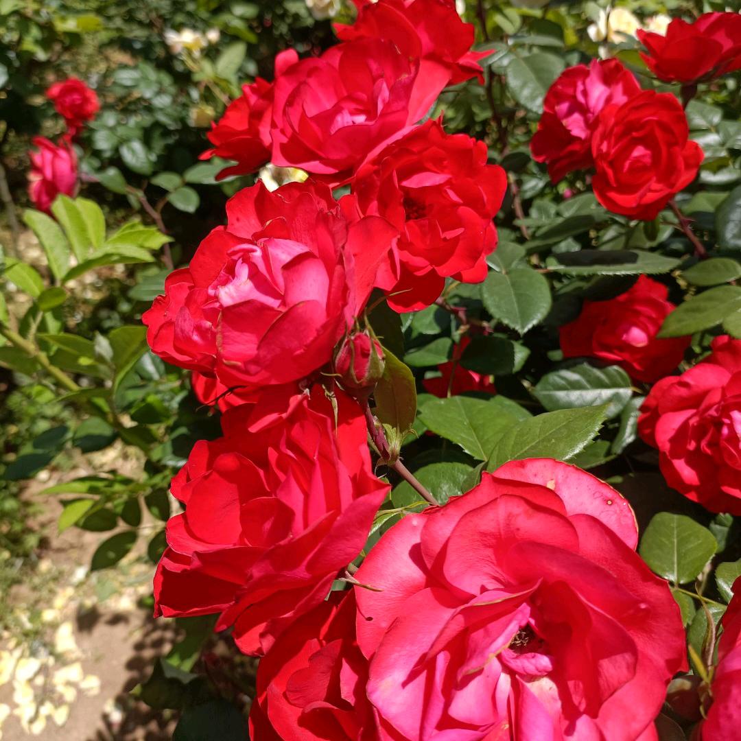 🎈繁花疏玲🎈