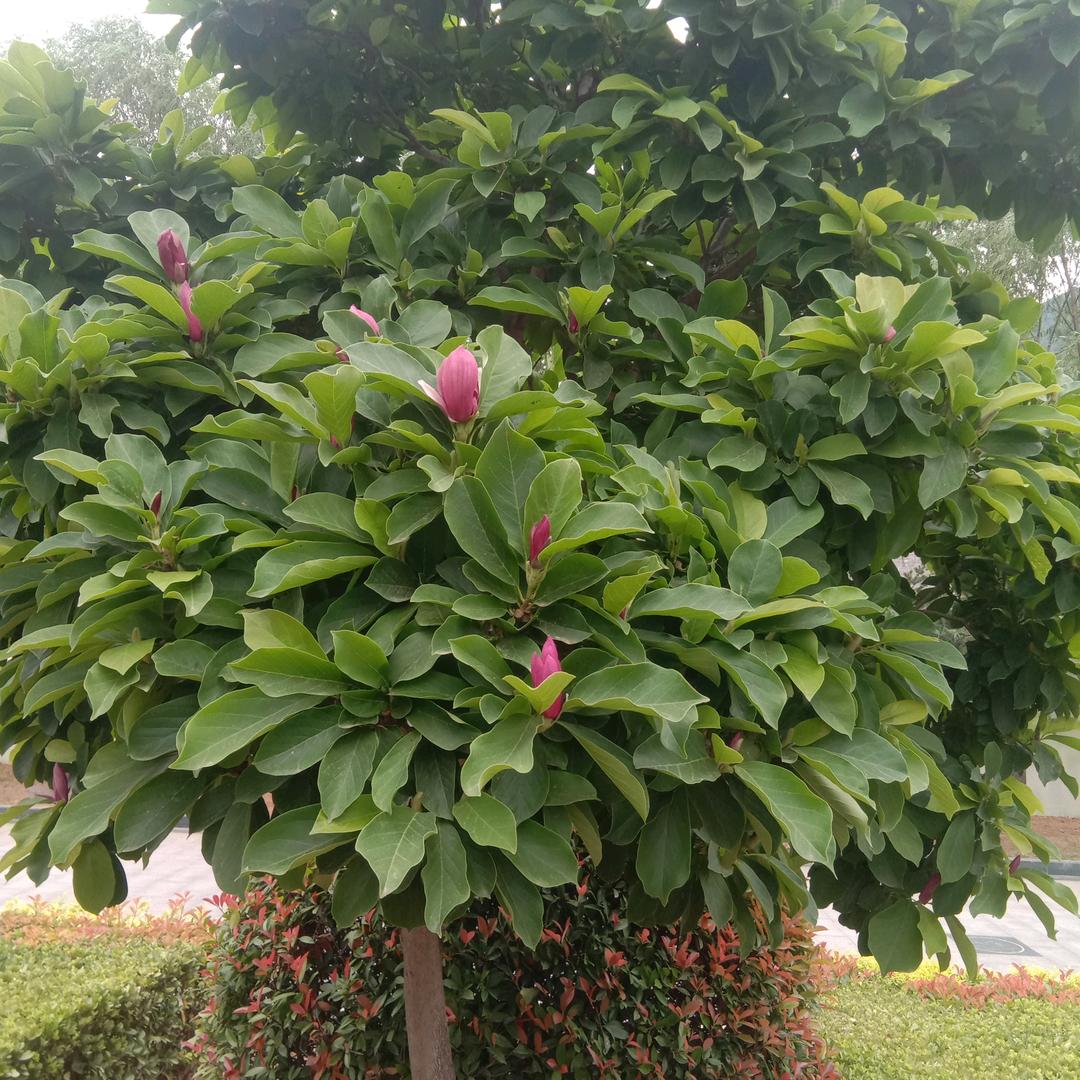 如艳《爱手势》