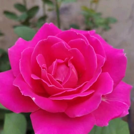 💋天使之恋💘