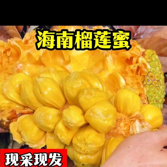 包哥