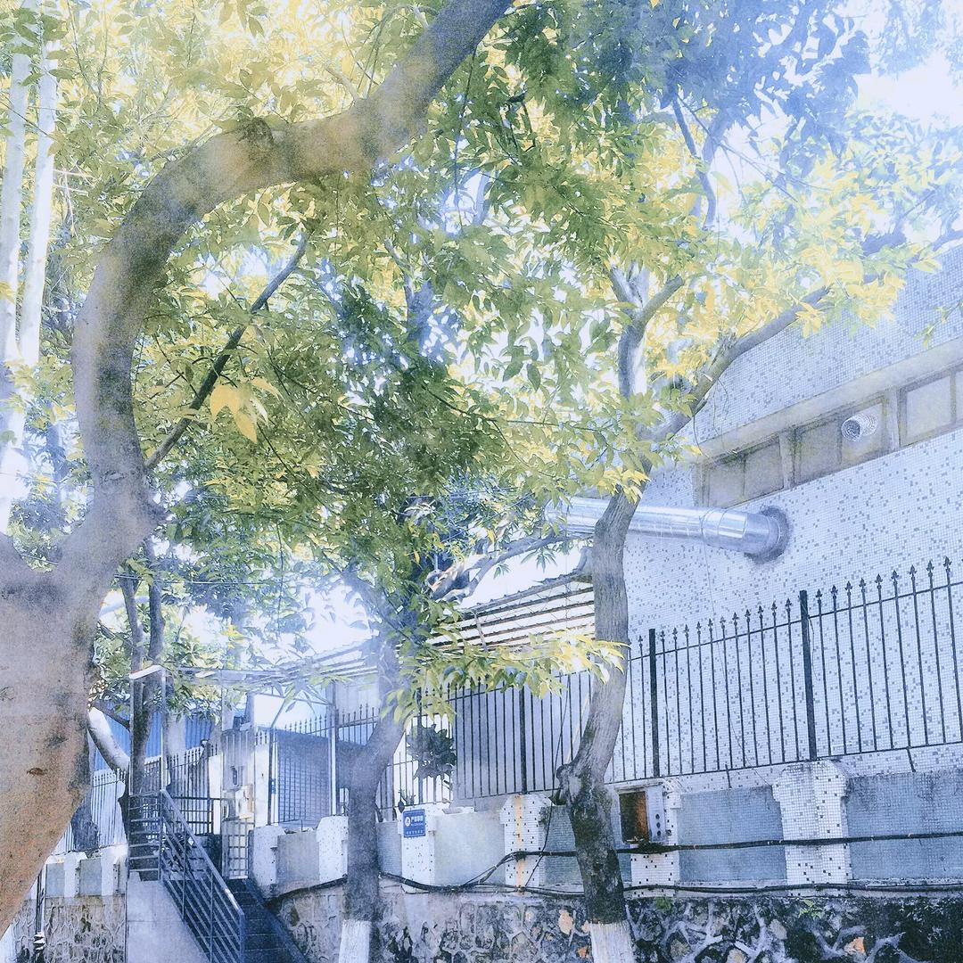 梧桐吐绿时