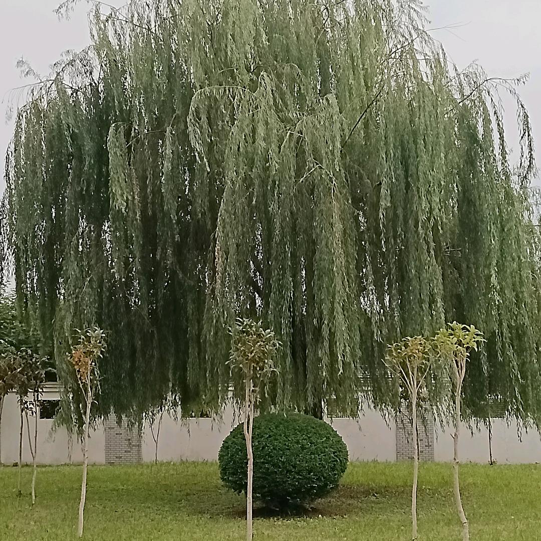 左边偏右