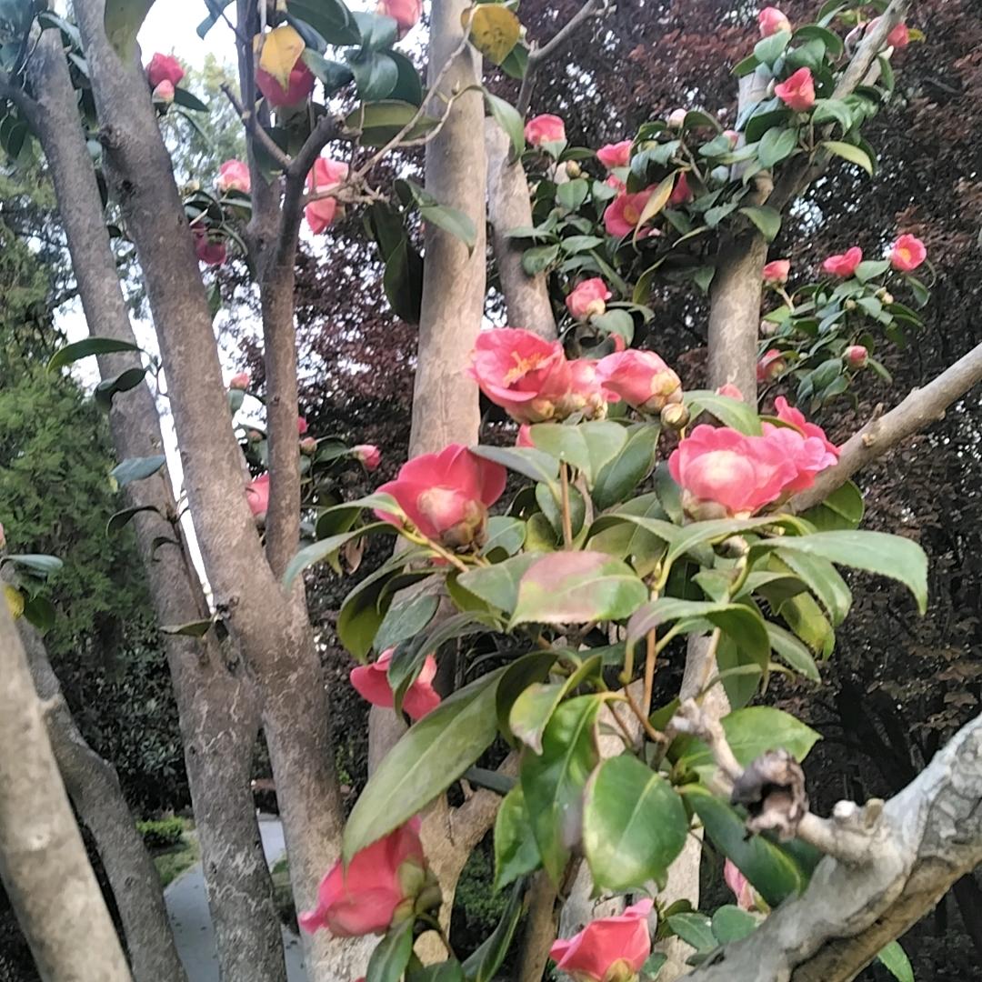 汪雷