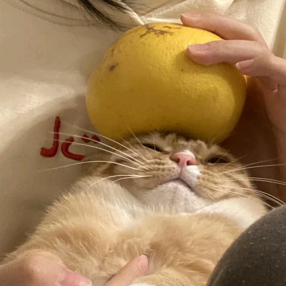 小猫yoyo