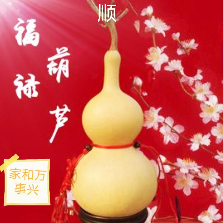 阳光收藏家
