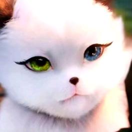 泉州大猫