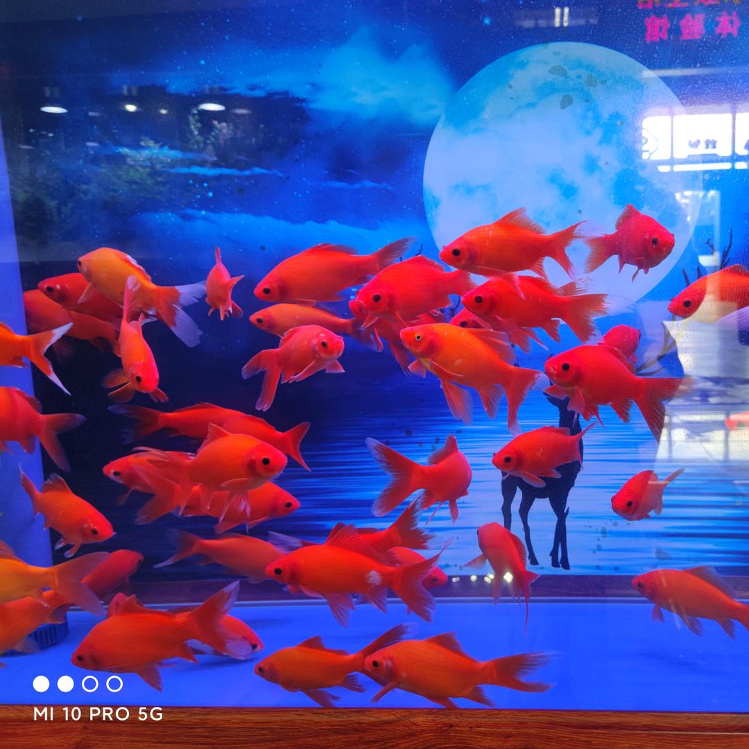 xiao解解