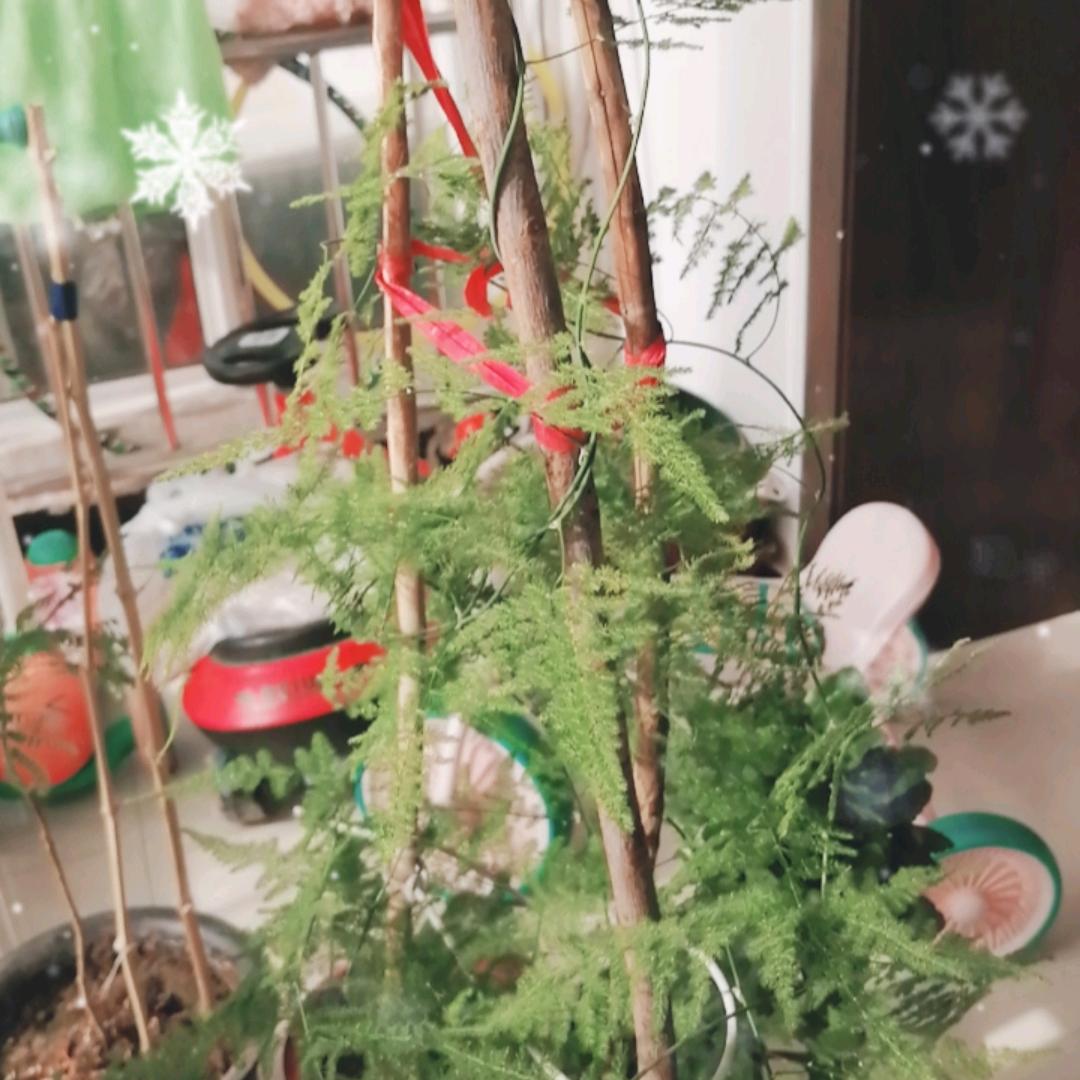 陈欣宇etu