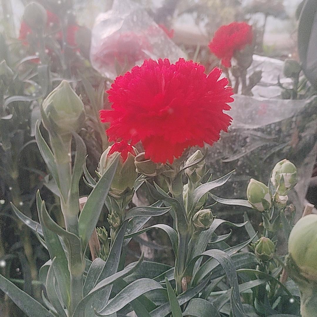 滑县静花花卉园艺店