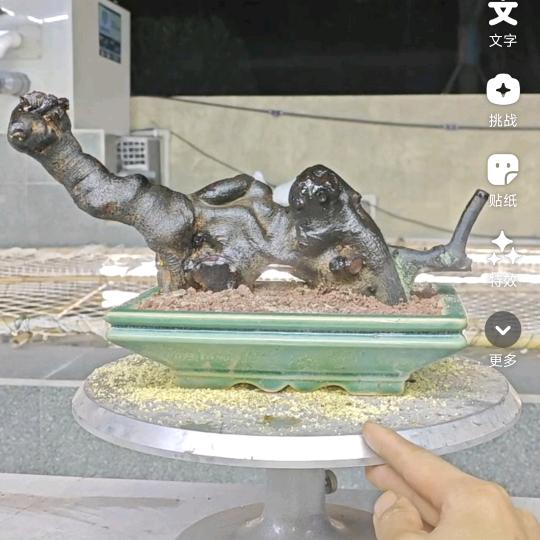 瓶兰花