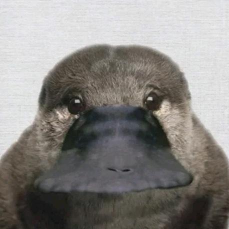 国际鸭嘴兽保护协会