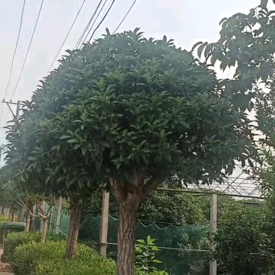 青苗绿植坊