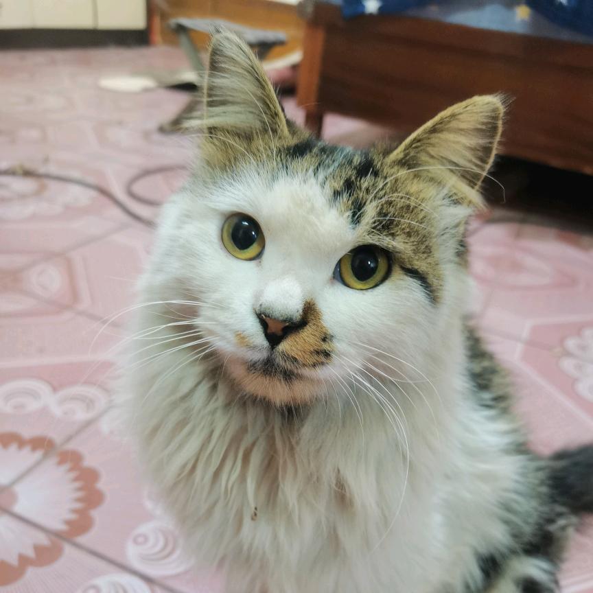 流浪猫强强