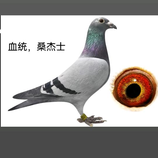南州南城鸽业