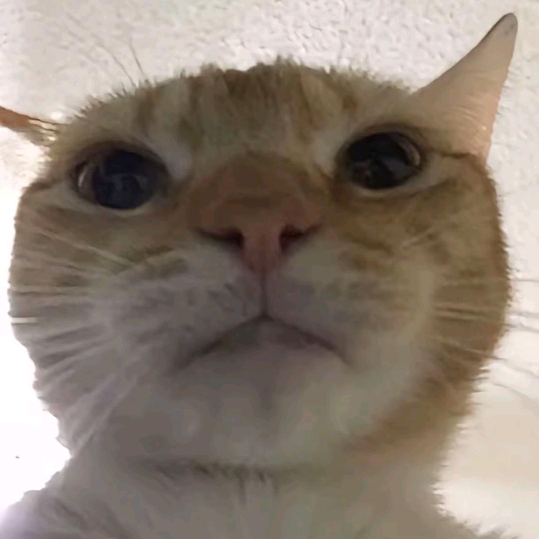 杯崽（M7大亡）