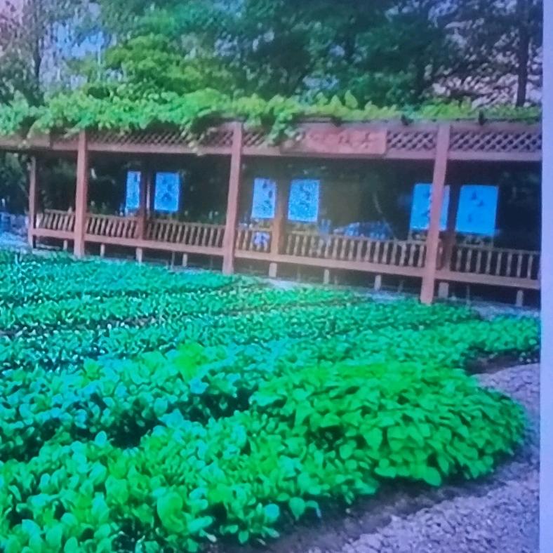 月涛