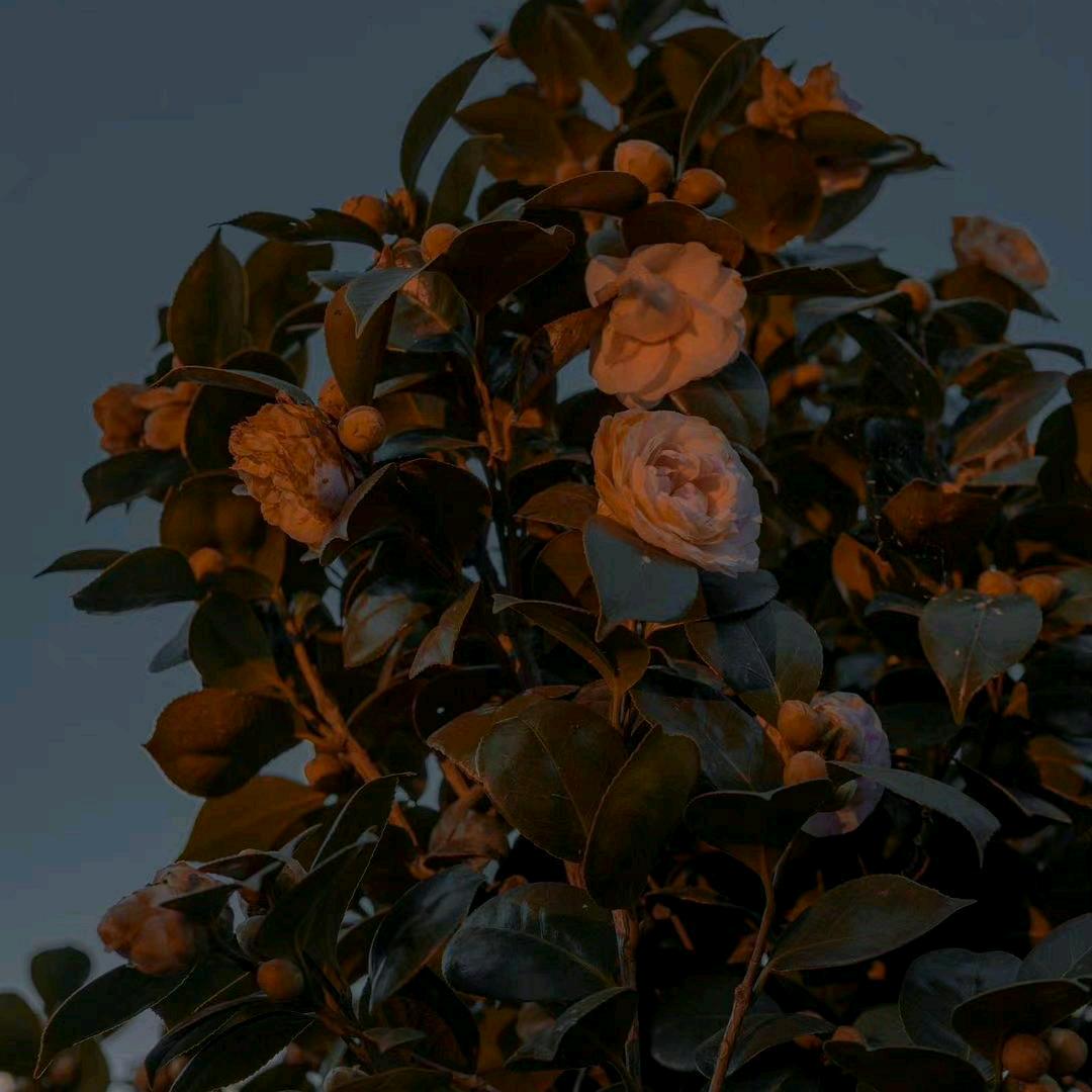 悠哉