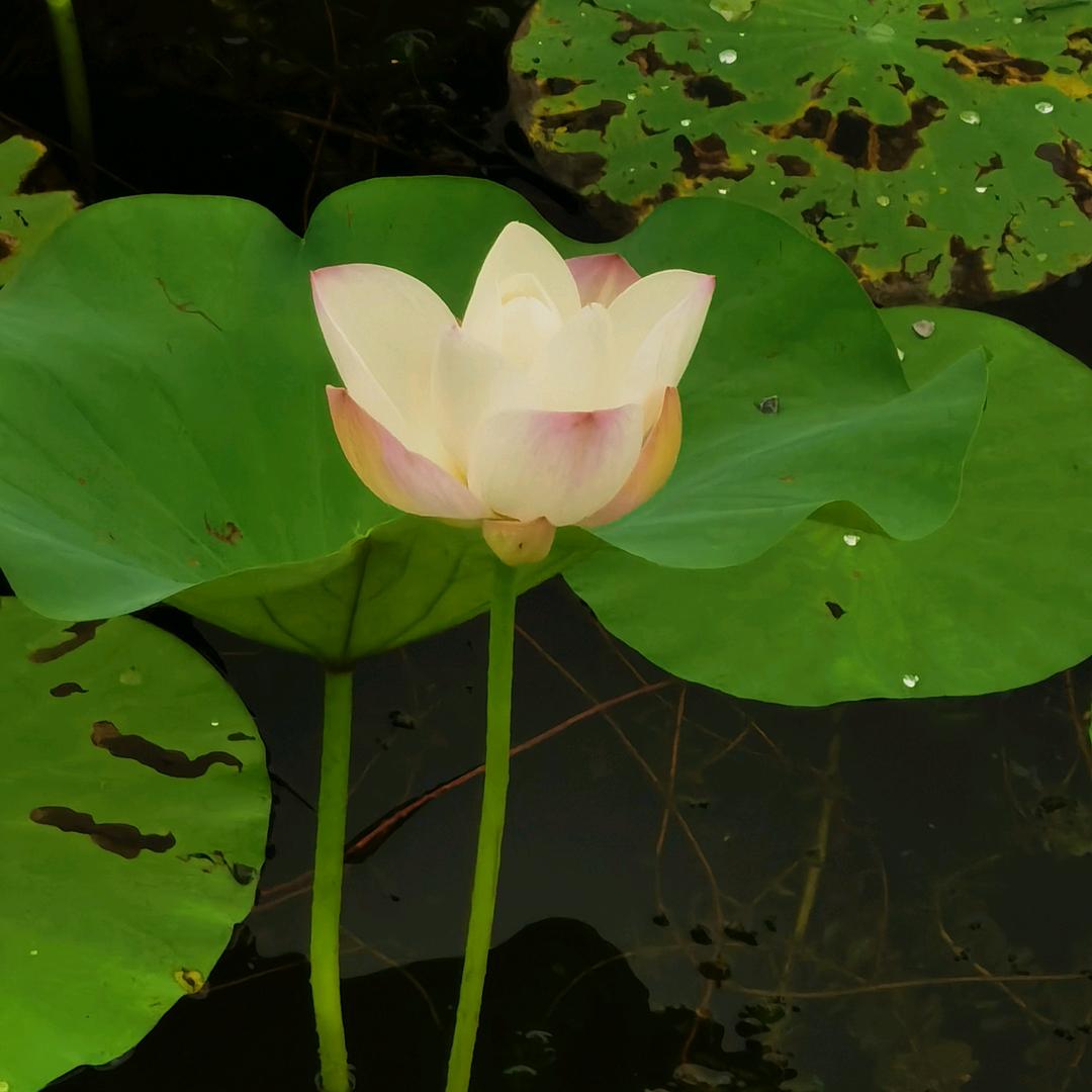 菠萝
