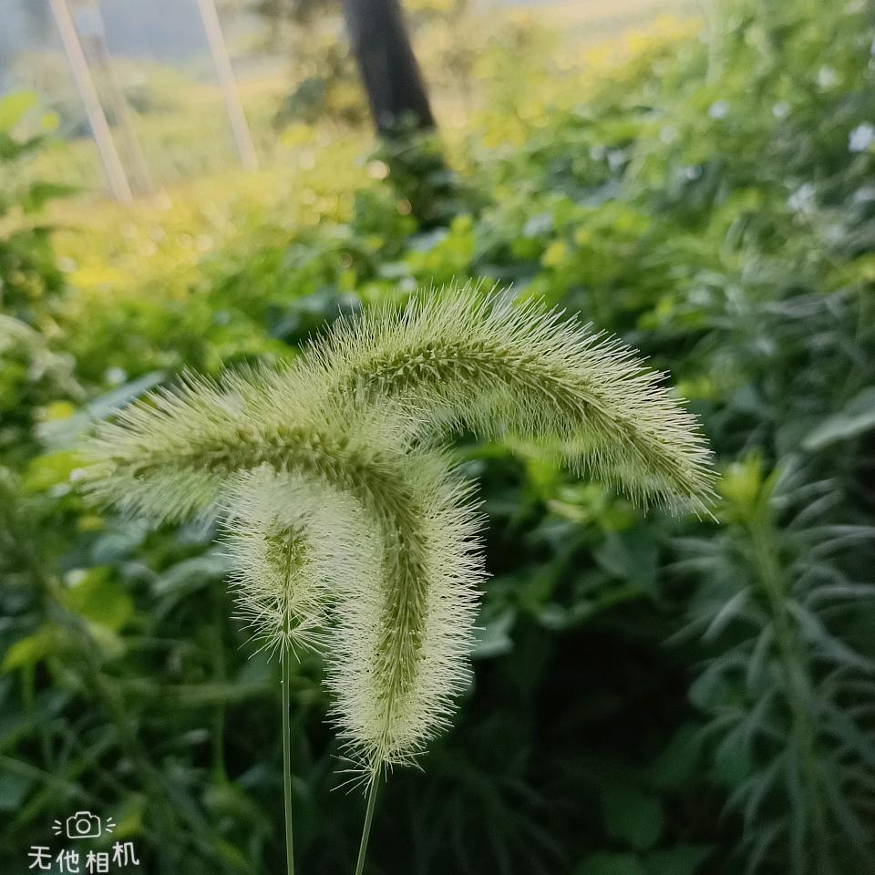 文小耗是只小鹿