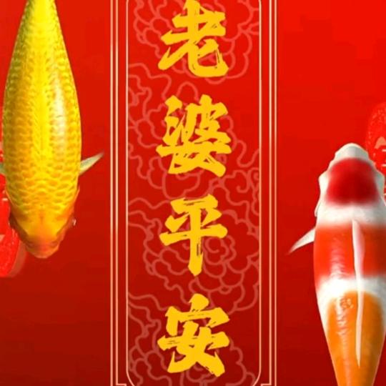 豪（车）行天下