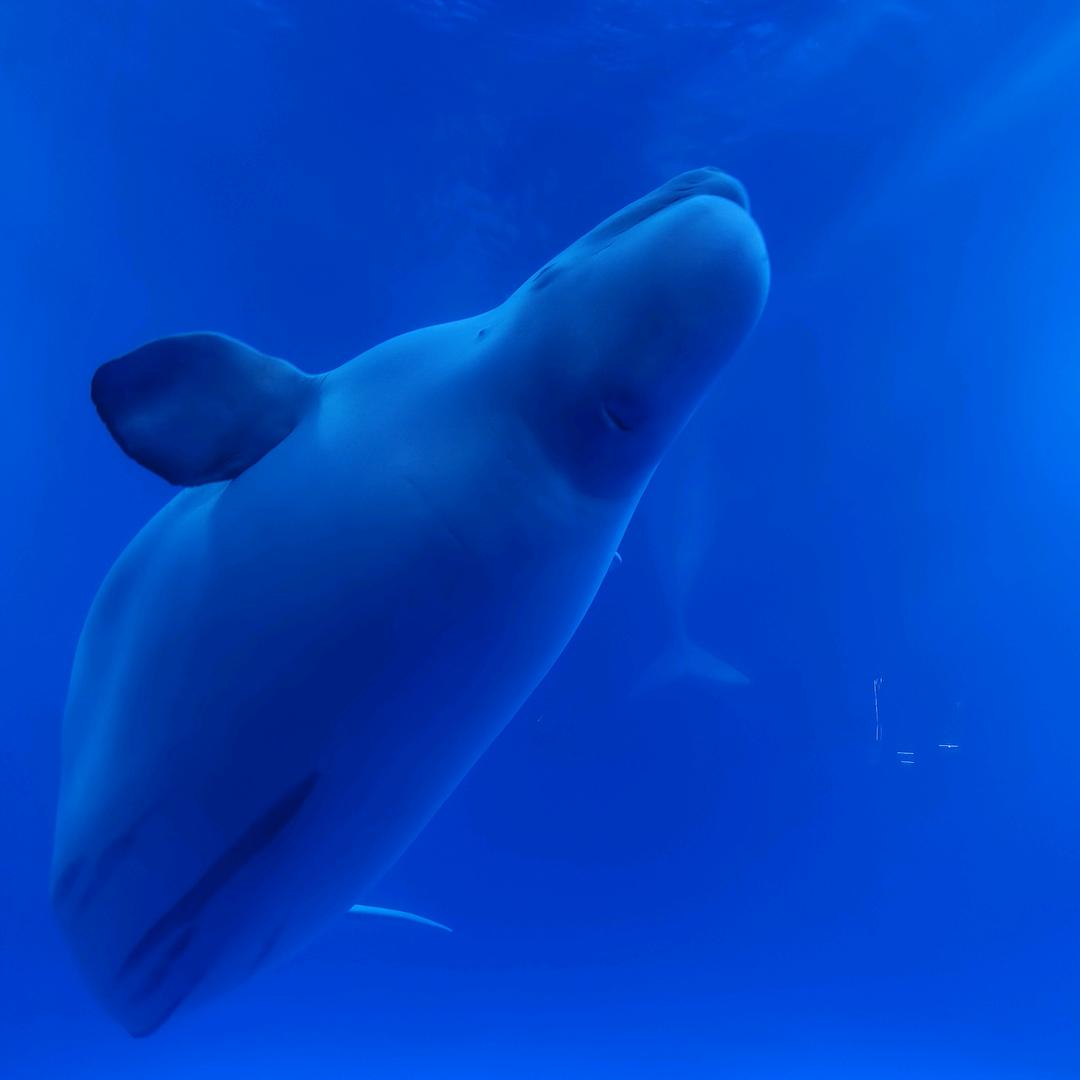 小喽喽的小小喽