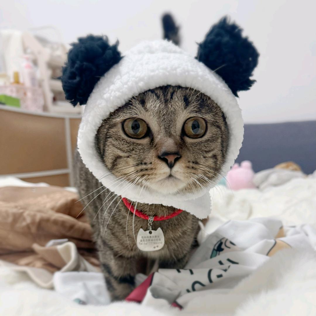 嗷小喵