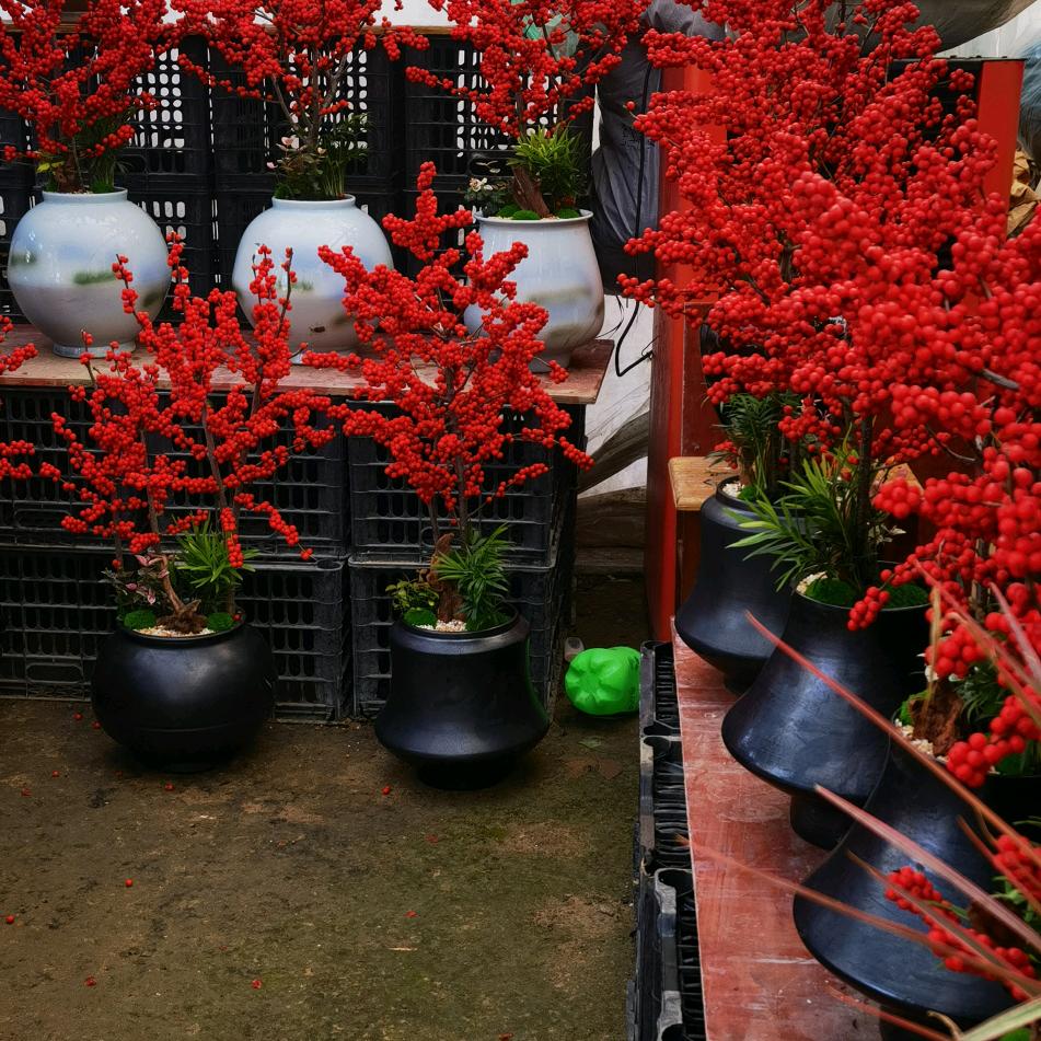 绿意轩花卉绿植盆景