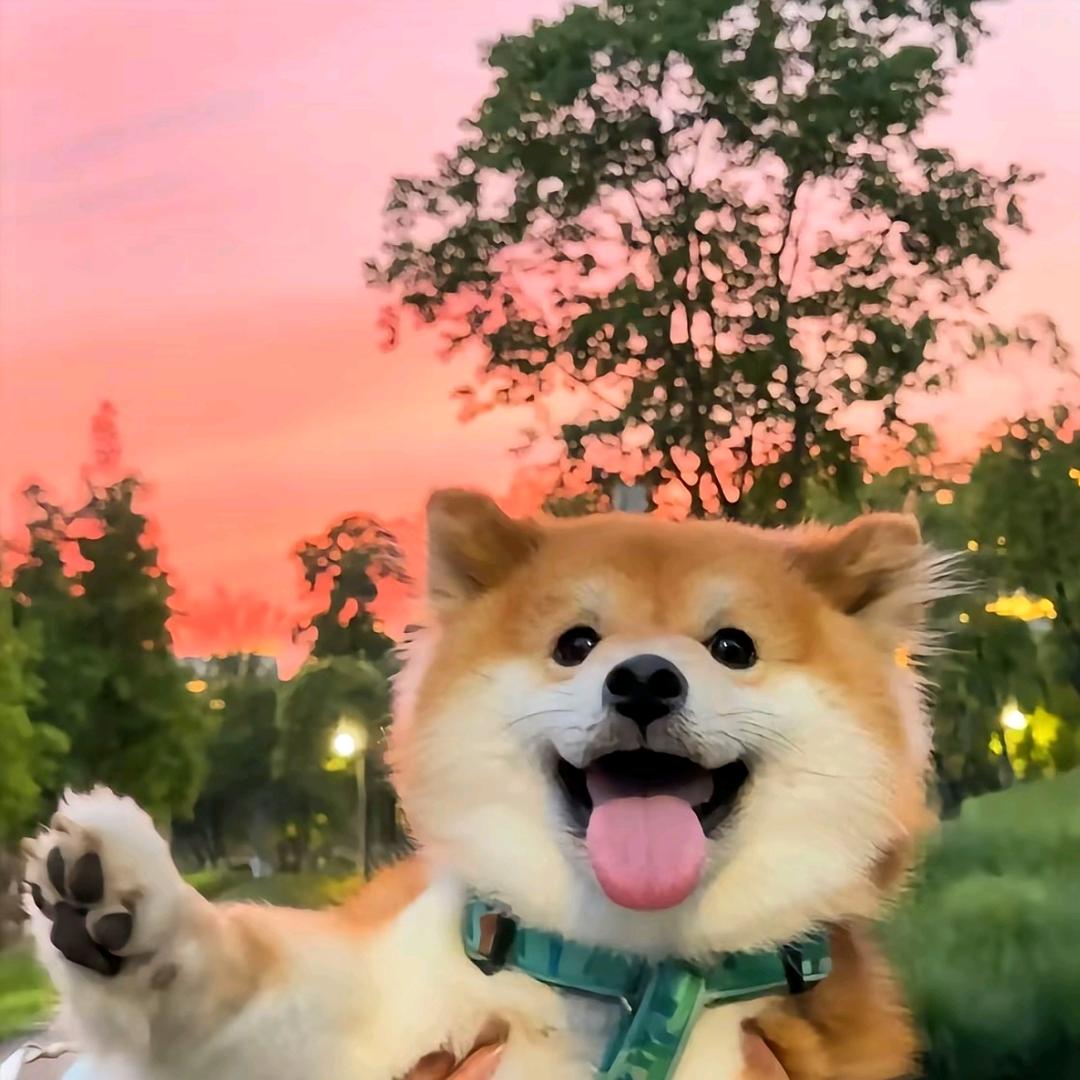 折一舟棠头像