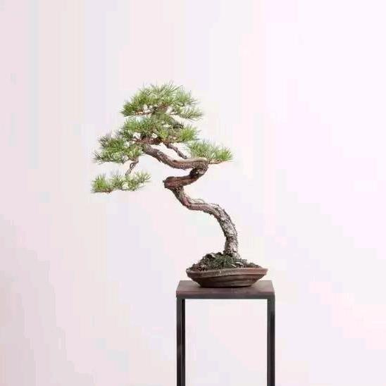 意中人盆景