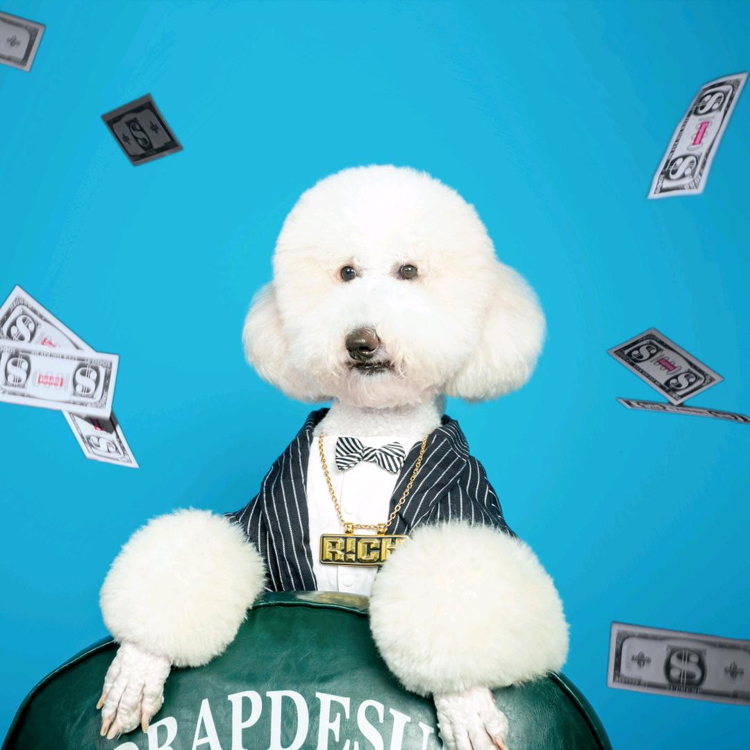 爱宠波霸🐶