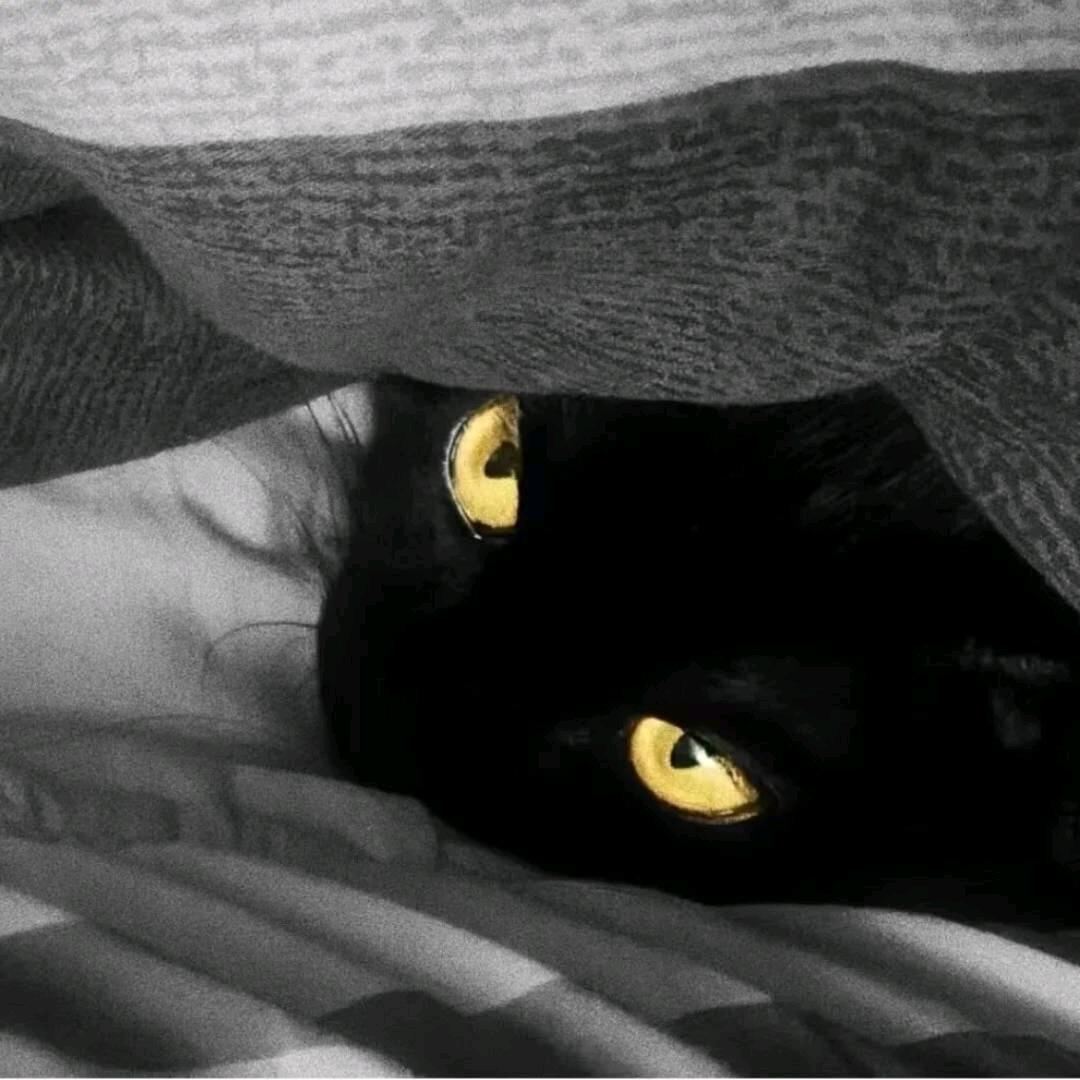 ᗜwᗜ✧