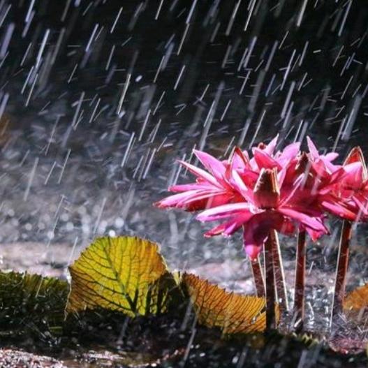 ⛵️风中🈶雨⛵️