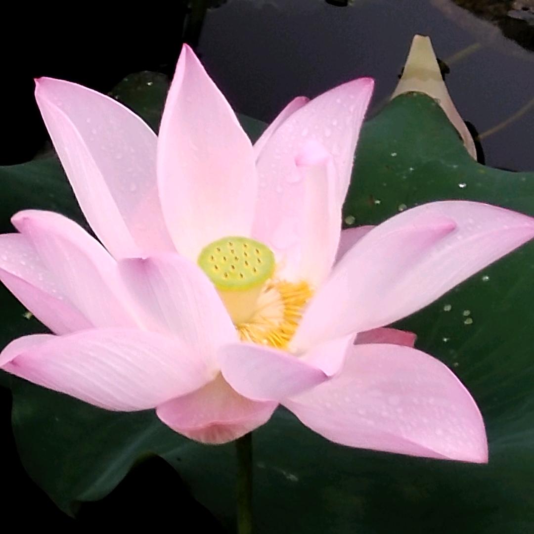 圣人