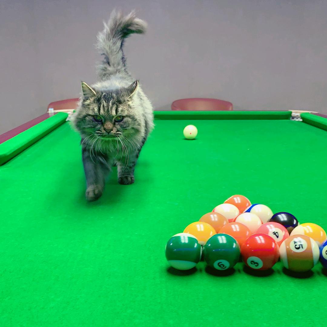 奈斯台球娱乐部官方号