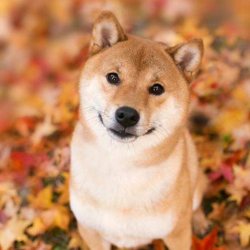 啊贵