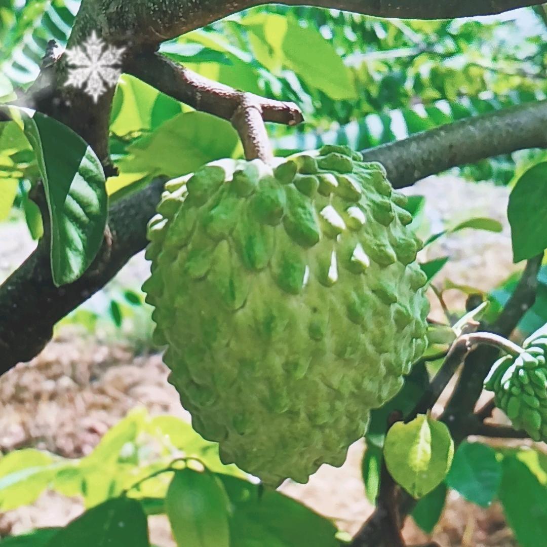 岭南优选1