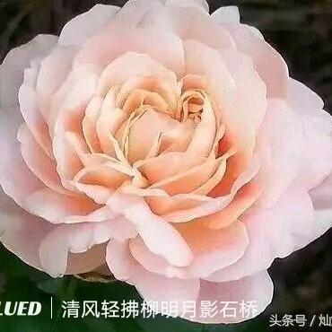 家