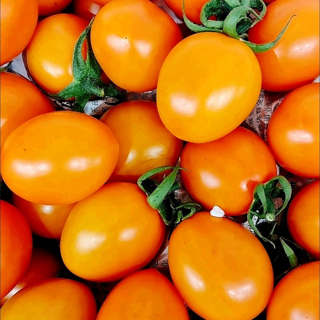 闽南蔬菜自己种植