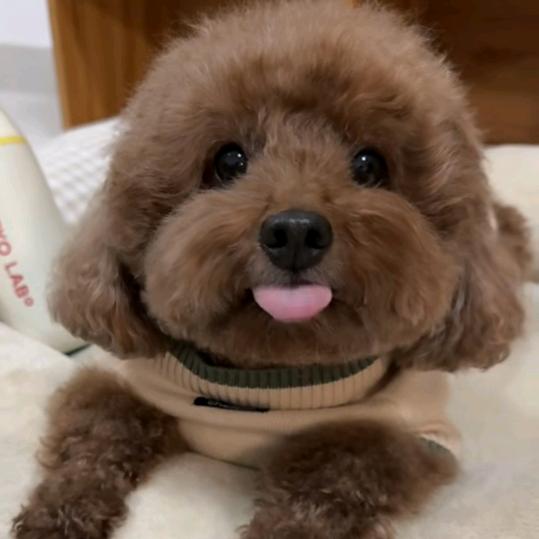 小猫菇呀呀呀呀