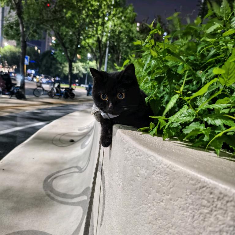 孟买猫乌梅