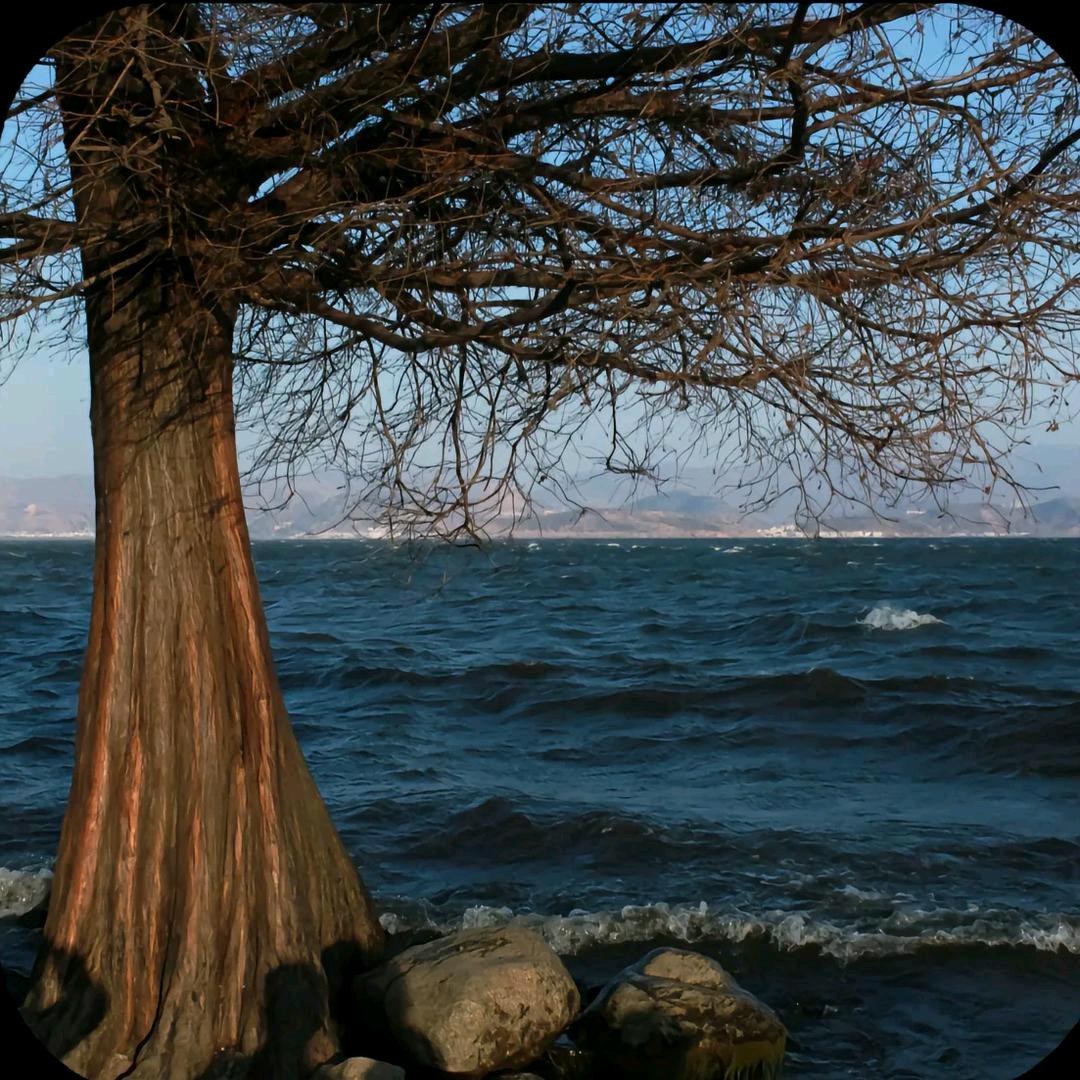 石头不爱吃咸菜